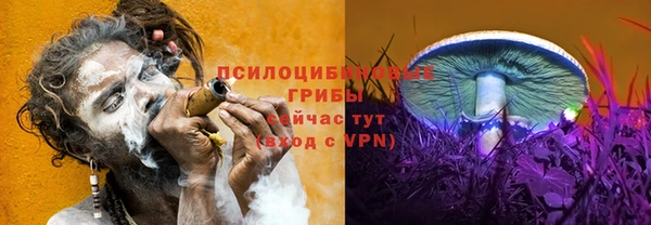 прущие грибы Белокуриха